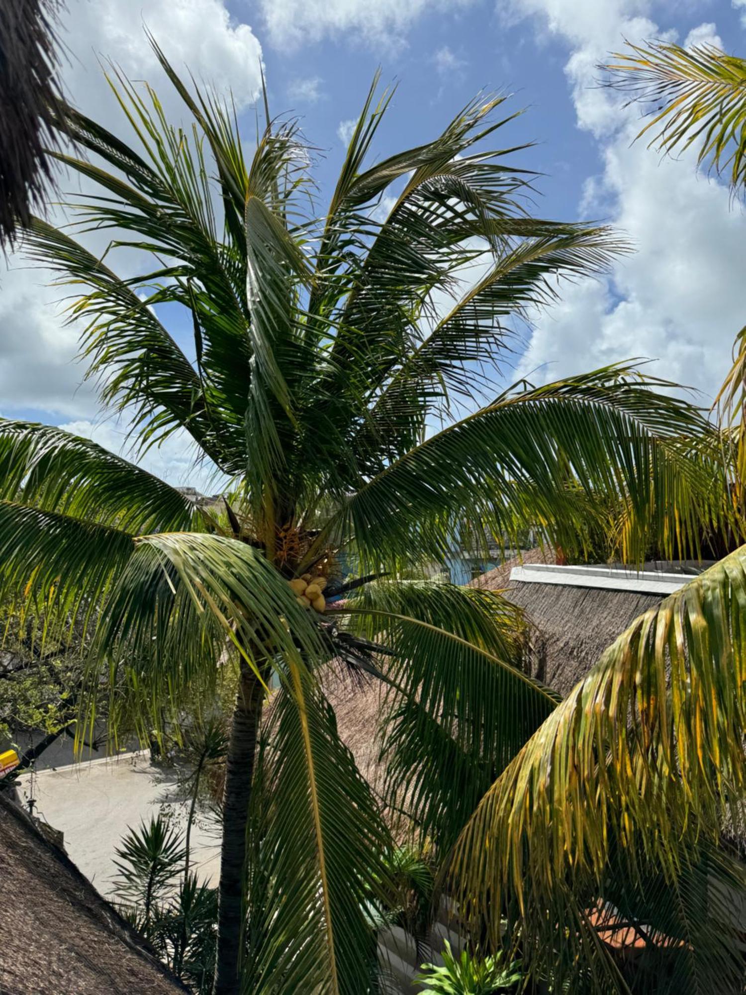 Kin Ha Tulum Hotel エクステリア 写真